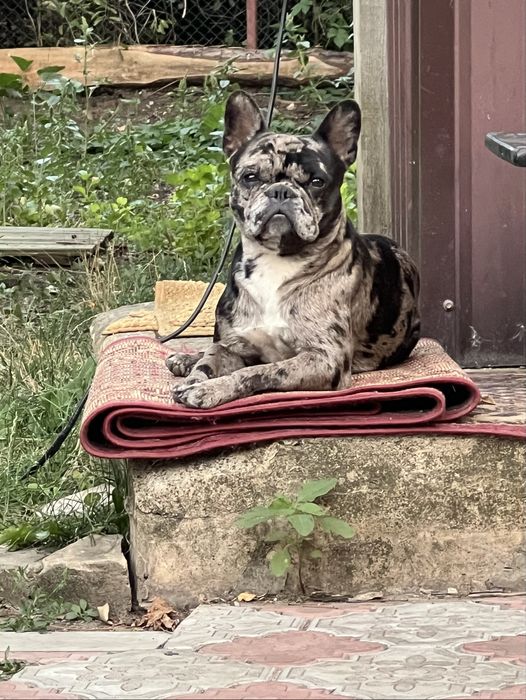 Вʼязка французький бульдог