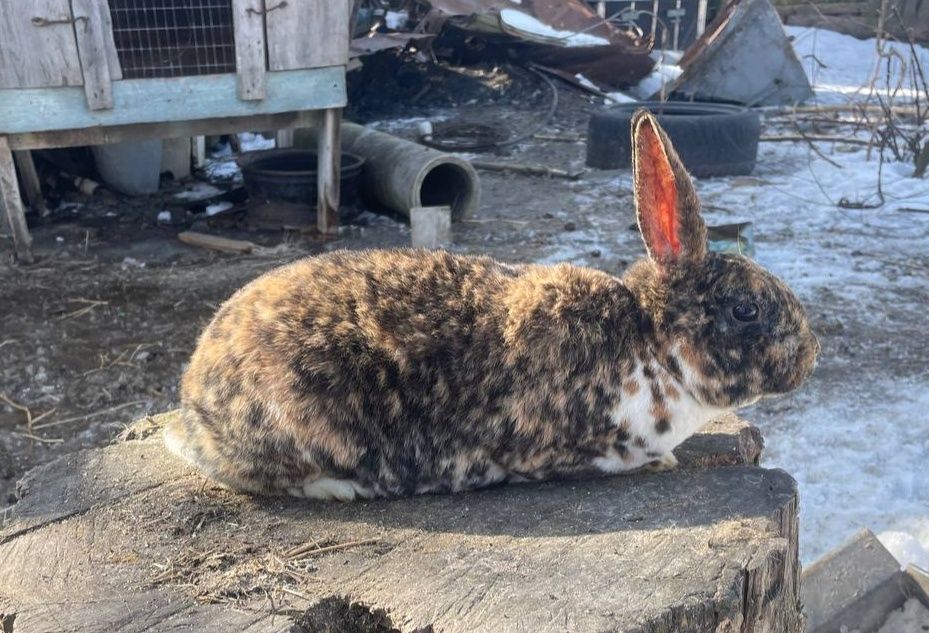 Кролики Рекс в окрасі гепард