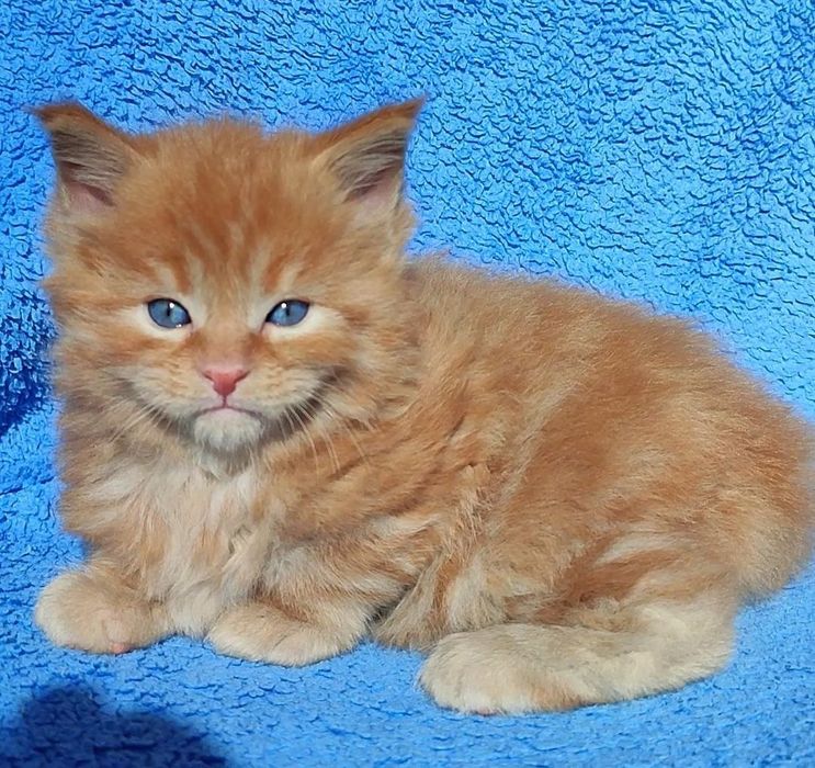 Котята мейнкуны кошечки и котики