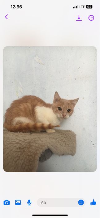 Безкоштовно руденька киця