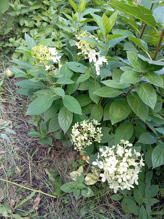 Гортензії, спірея японська