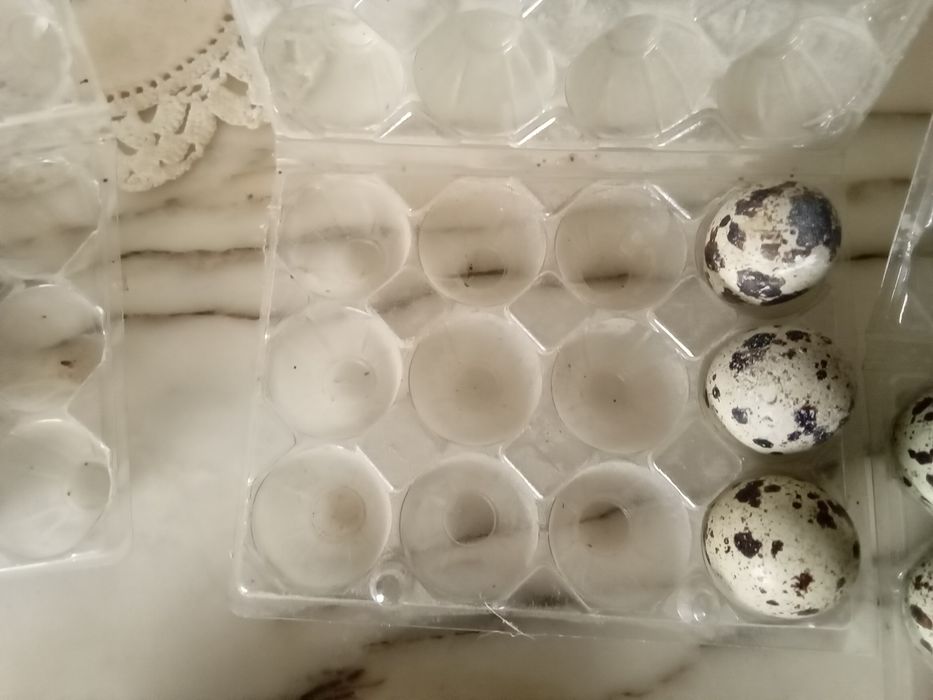Vendo ovos de codorniz para comer e incubação