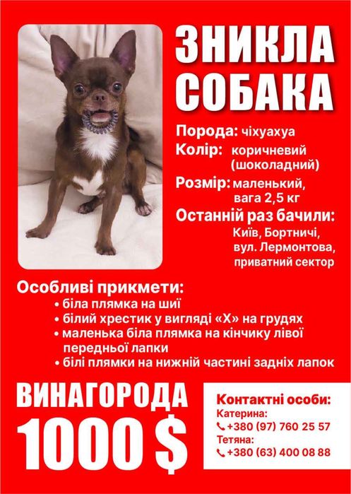 ЗНИКЛА собака породи чихуахуа (хлопчик)
