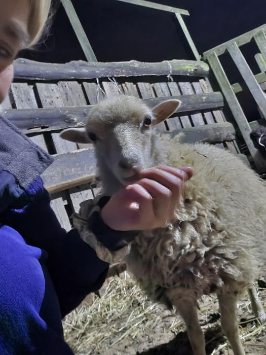 Owce quessant -  sprzedaż