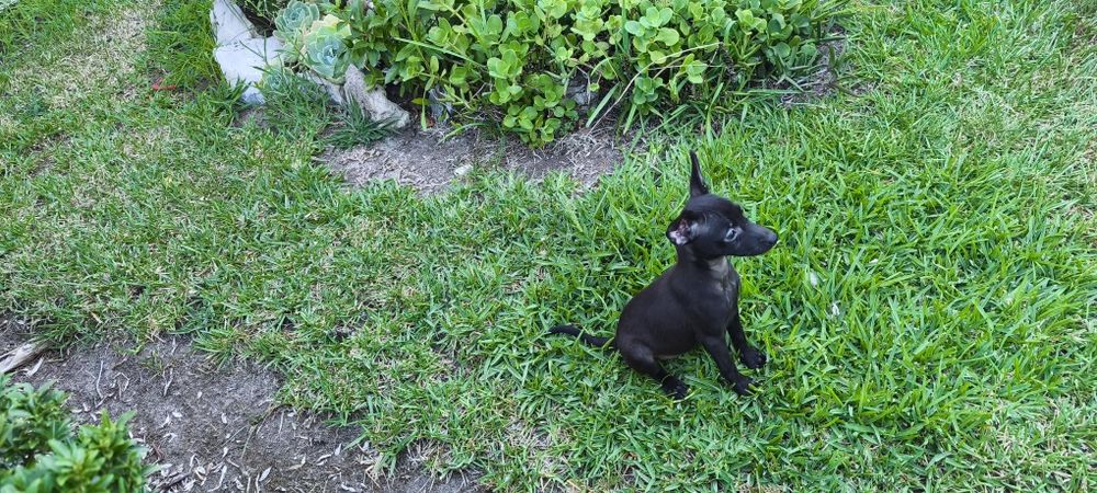 Pinscher pincher miniatura criado em ambiente familiar