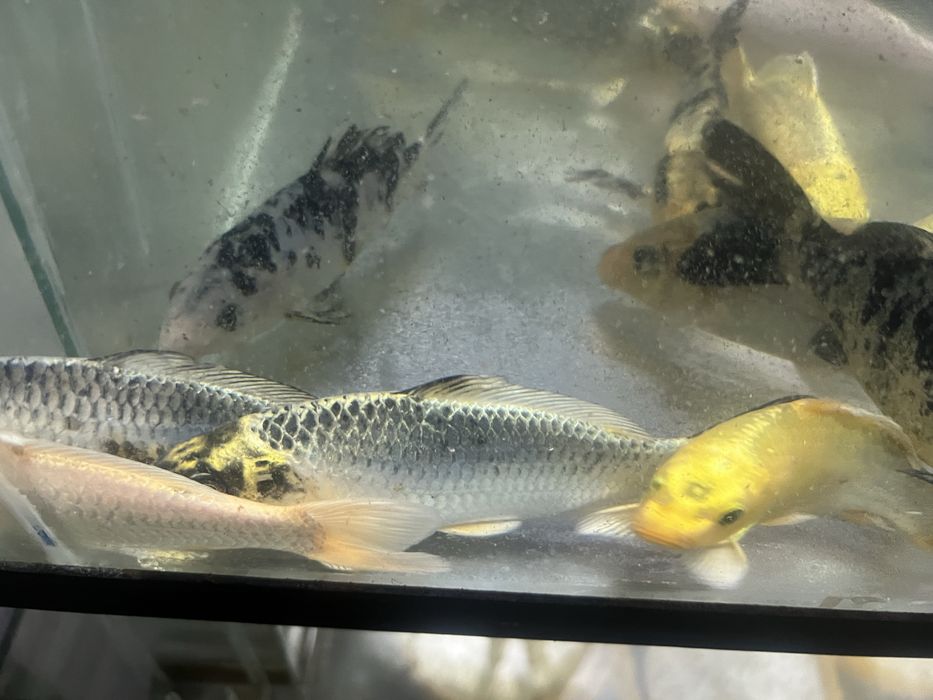 Karp koi - ryba do oczek wodnych - 15 -20cm