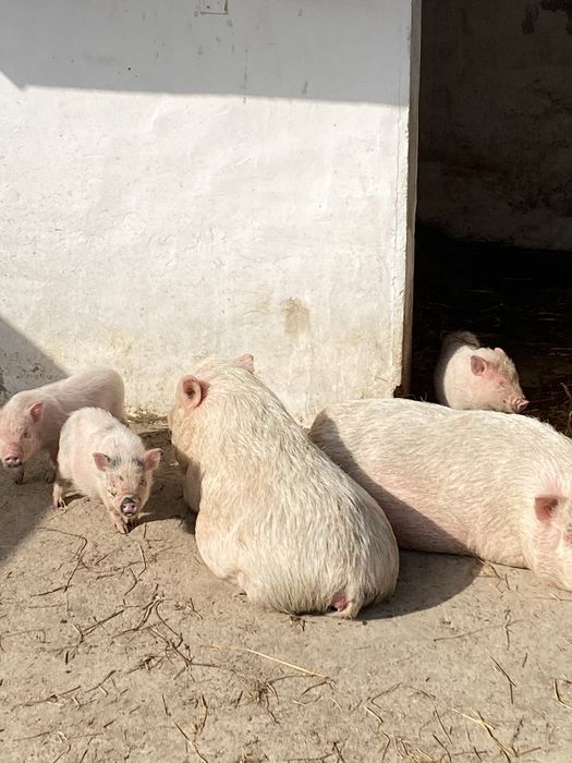 Mini porcos de Göttingen