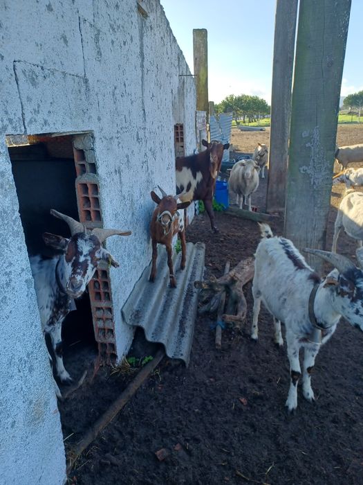 Estrume de Ovelha & Cabra