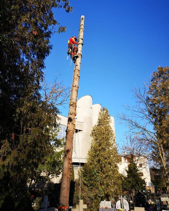 Wycinka drzew,krzewów,przycinanie.TANIO!!!