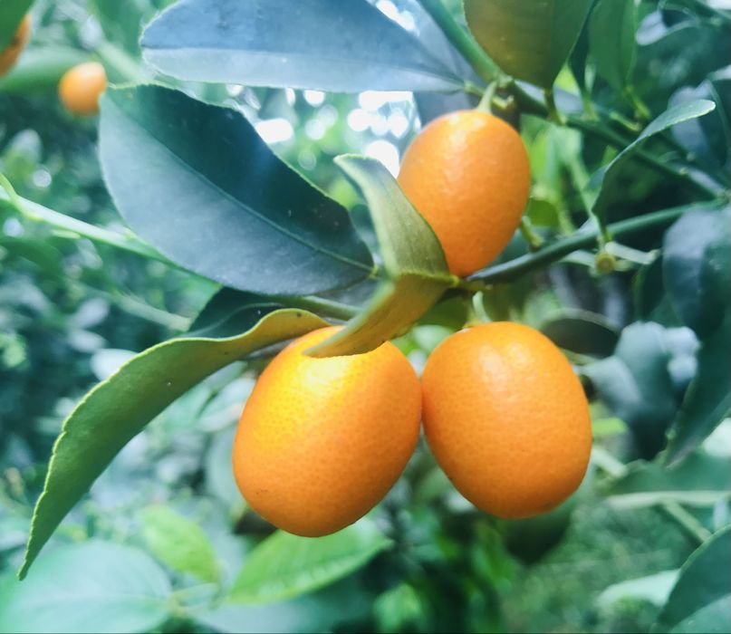Kumquat Biológico