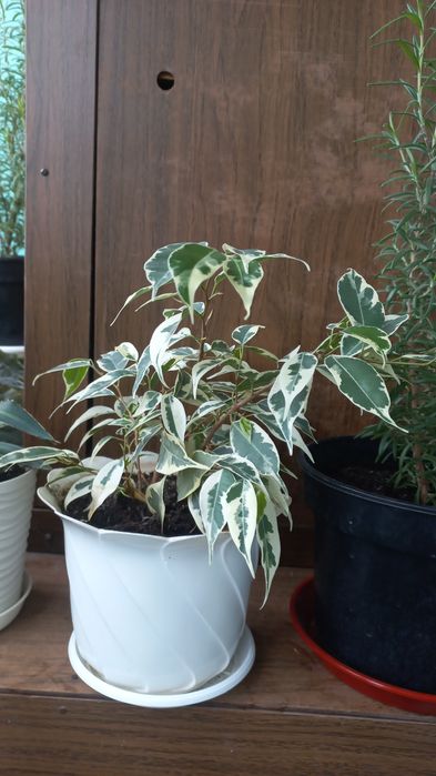 Розмарин , фикус бенджаміна