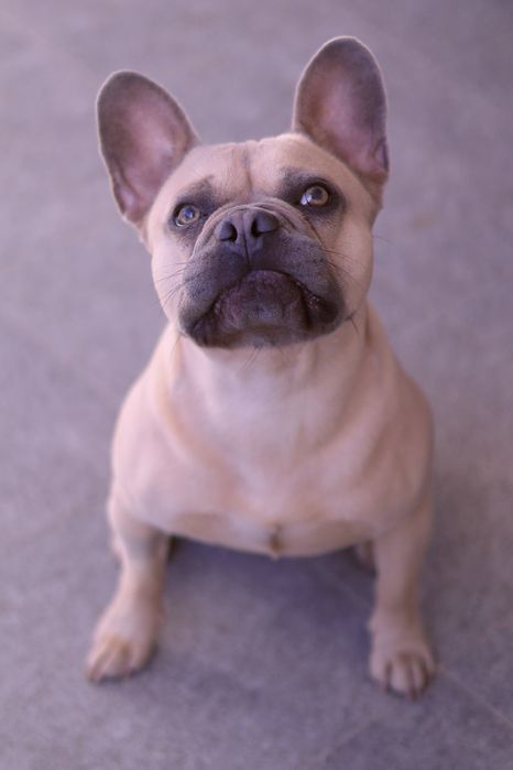 Tomo conta de cães. Pet Sitting, creche, transportes, etc.