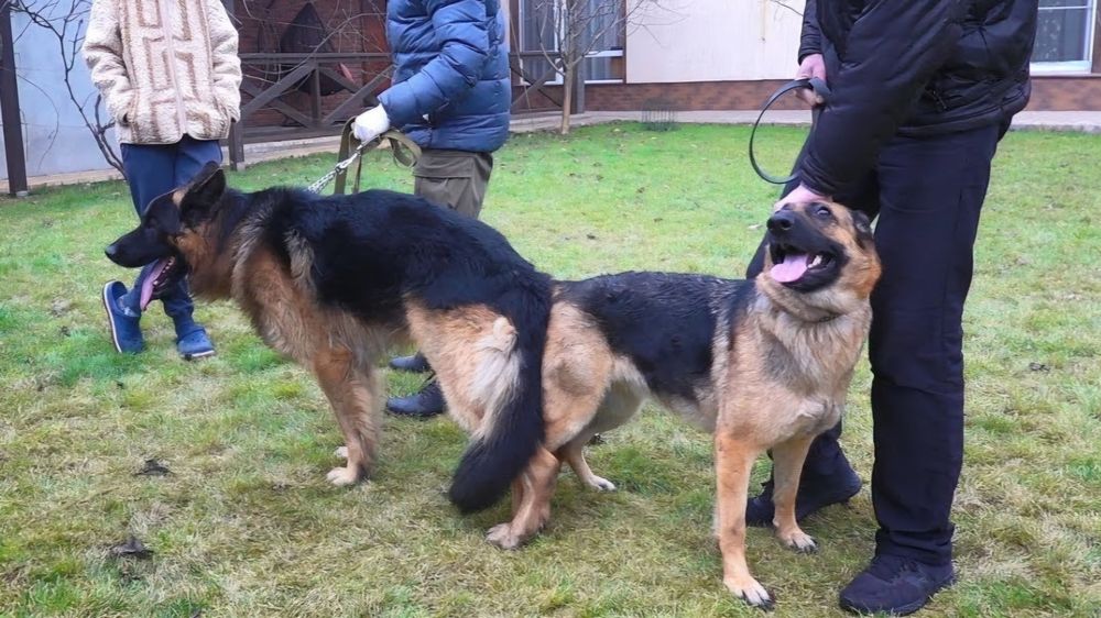 Помощь при вязке (случке) собак. Кобели разных пород.