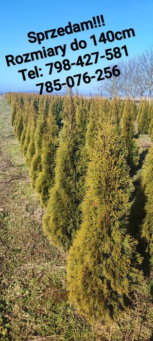 Tuja Szmaragd | 120-140 cm | Możliwy Transport