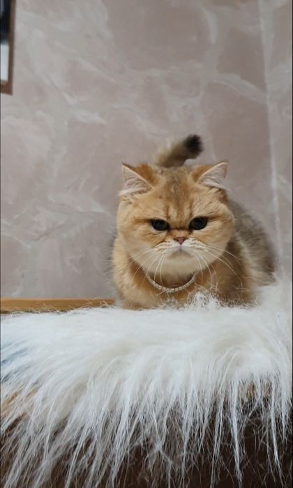 Золотая плюшевая  шиншила