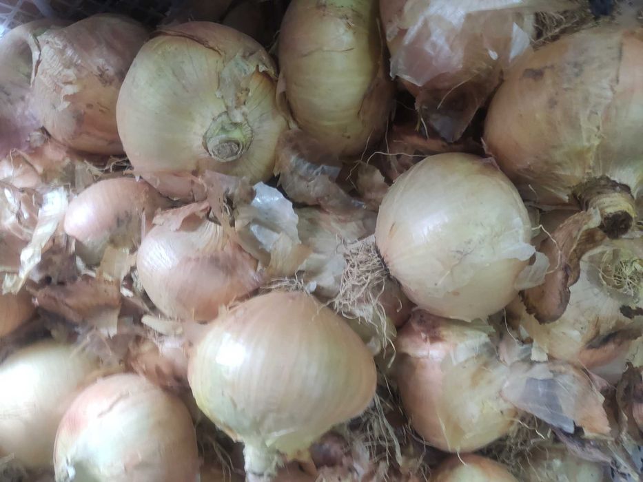 Cebola restauração ou casa portuguesa excelente