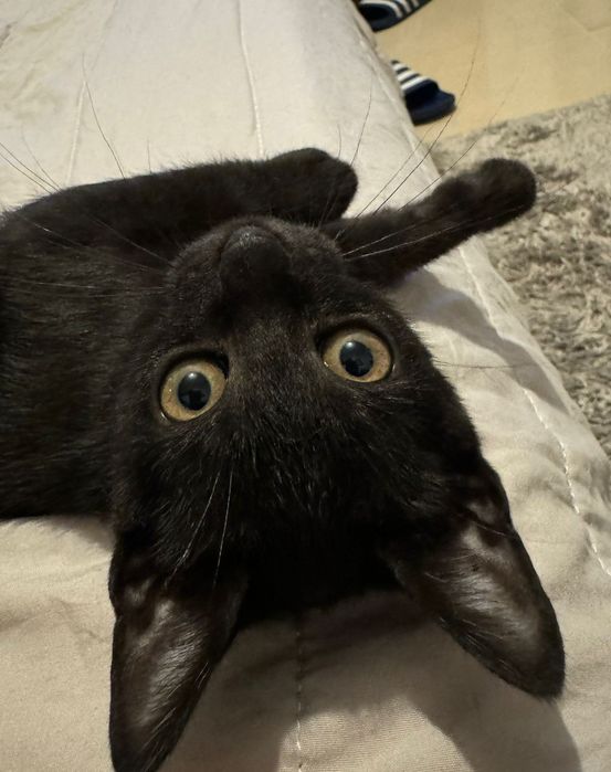 Gata preta para adoção responsável