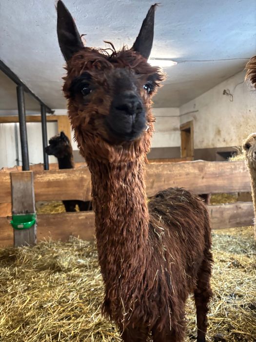 Alpaka Suri Samce