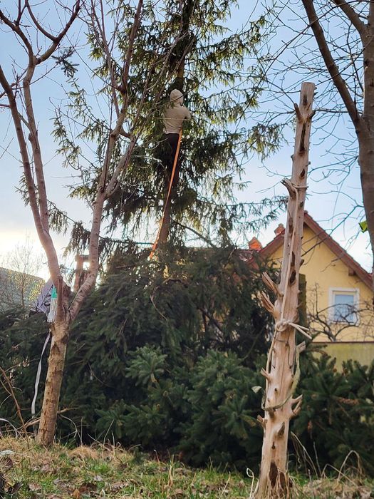 Порізка дерев, в приватному секторі.