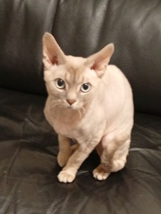 КИЕВ! Вязка Девон Рекс! Devon Rex. Кот для вязки.