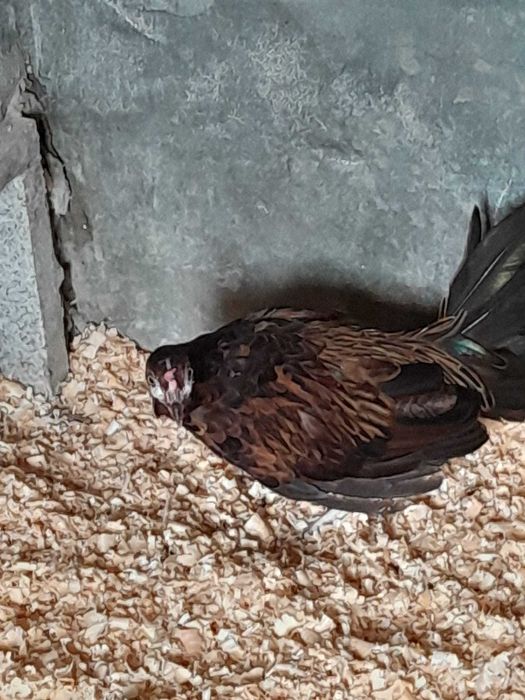 Gallus Várius, Vs., Green Junglefowl