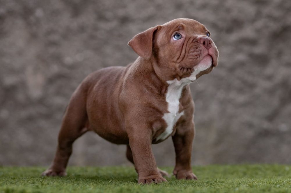 American Bully Pocket  ABKC suczka