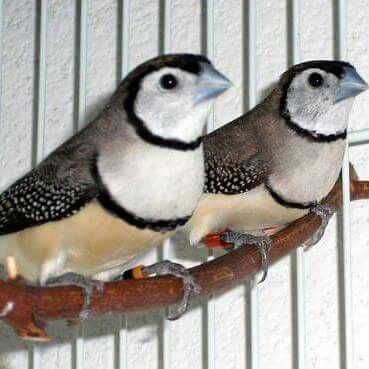 Vendo gaiolas artesanais feitas a mão