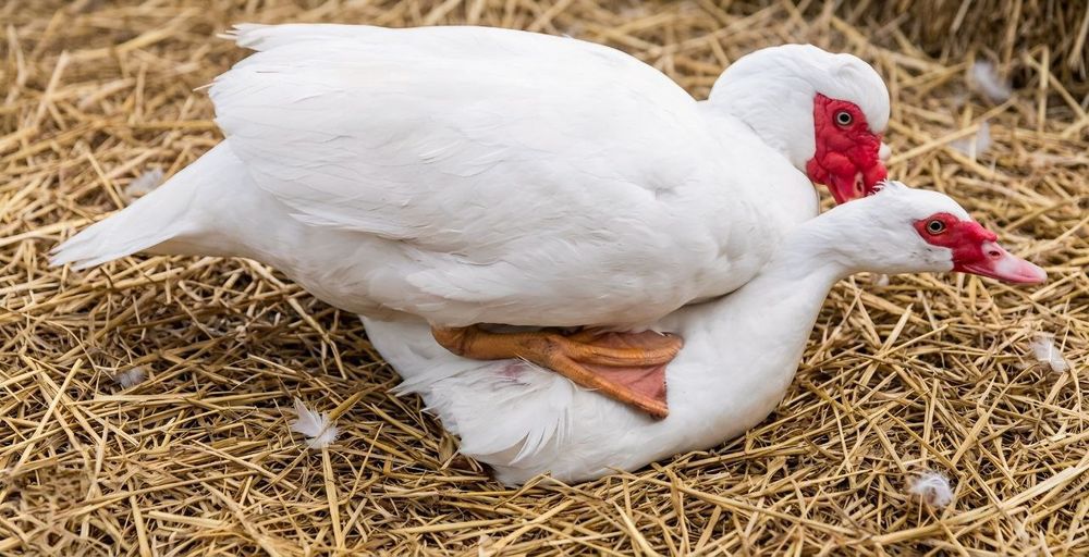 Інкубаційні яйця мускусних індокачок німецької лінії.