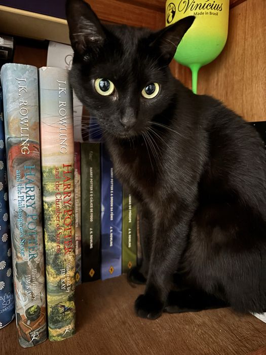 Cat sitter em Campanhã