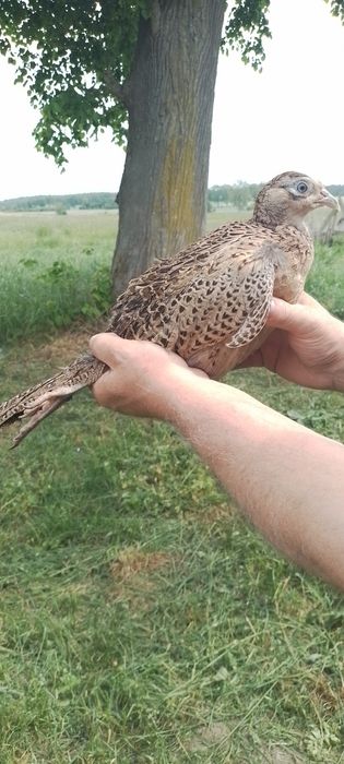 Sprzedam samice bażanta  łownego