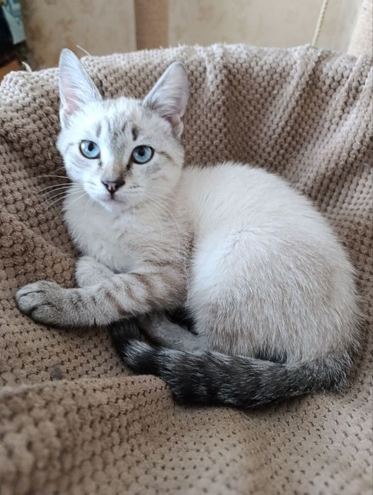 Отдам котёнка-мальчика