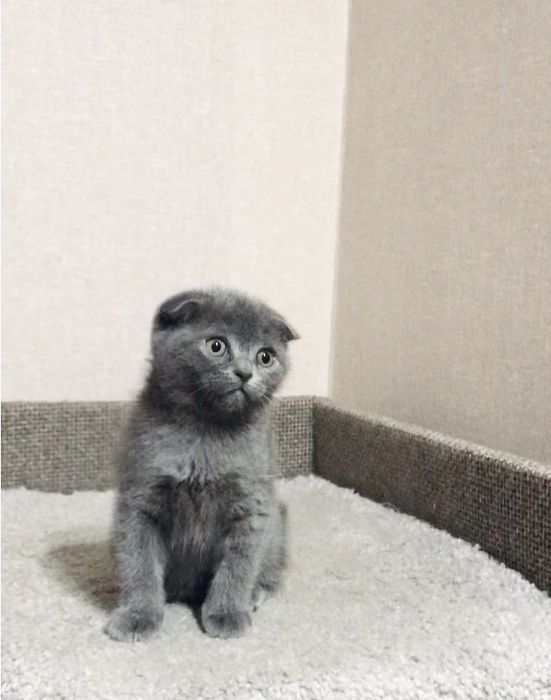 Scottish fold  ( дівчинка)