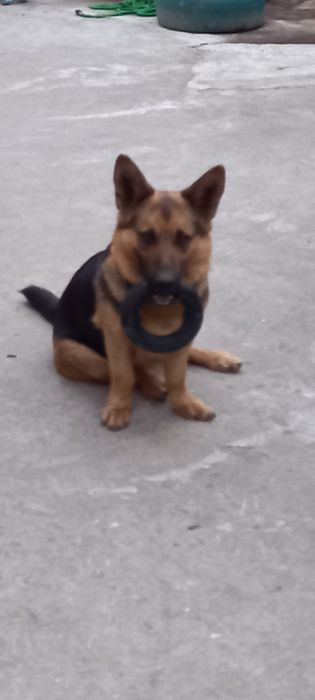 Продам кольцо  PULLER MIDI для тренировки собак