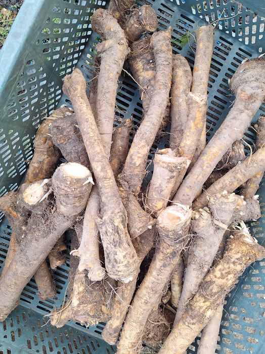 Marchew na oborniku eko