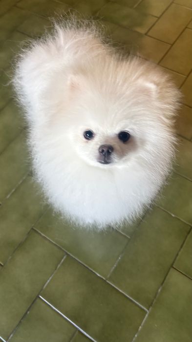 Venda de spitz anão