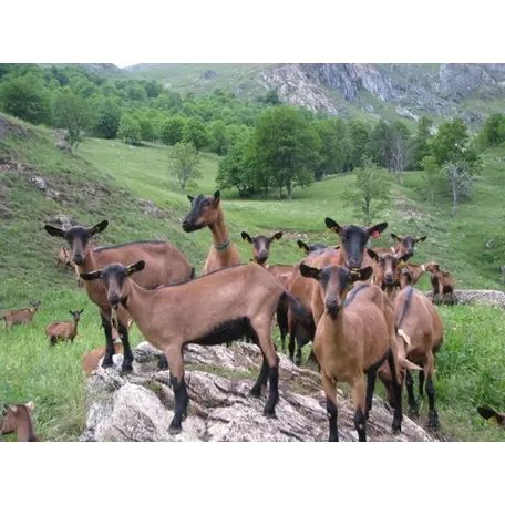 Львів — Альпійські кози на продаж