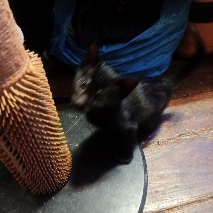 Gatinhos pretos para doar.