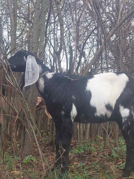 Продам кози. Срочно!