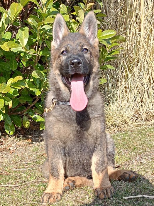 Owczarek niemiecki  linia użytkowa FCI