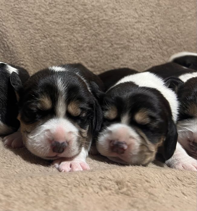 Щенки породи бігль. Біглята