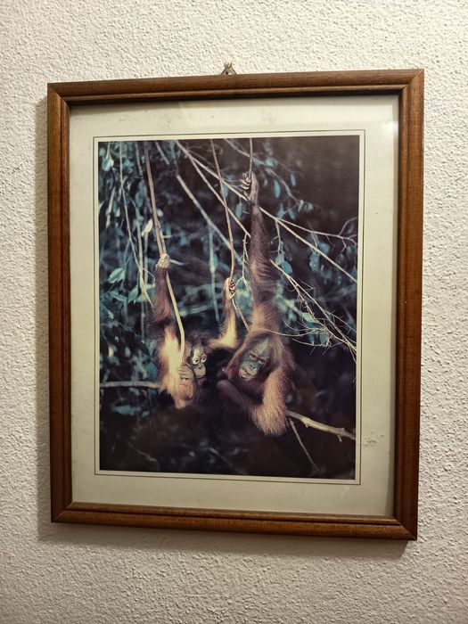 Quadros de parede varios