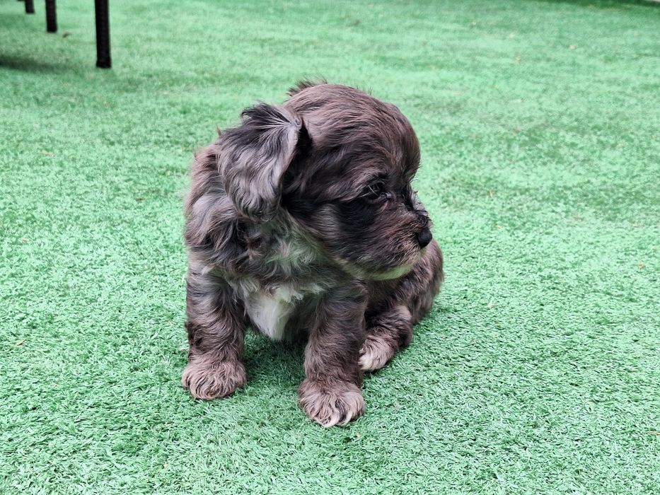 Suczka maltipoo w kolorze merle z dokumentami