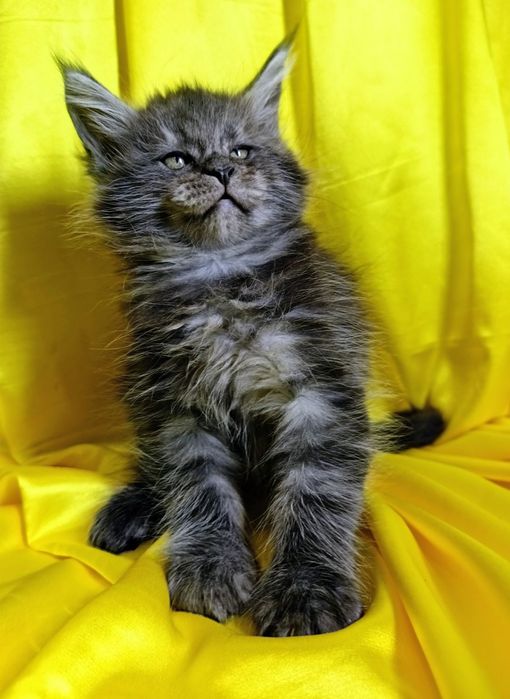 Шикарні кошенята Мейн Кун