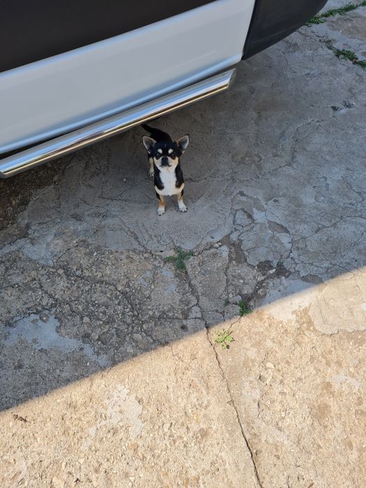 Вязка  чихуахуа розвязан