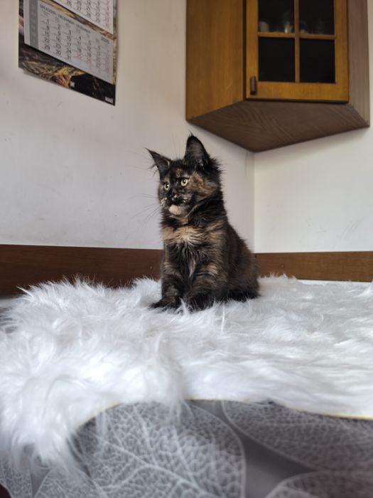 Kotka o wyjątkowym umaszczeniu