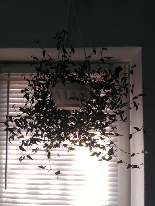 Традесканция мелколистная