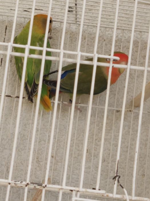 Agapornis casal novo com sexagem