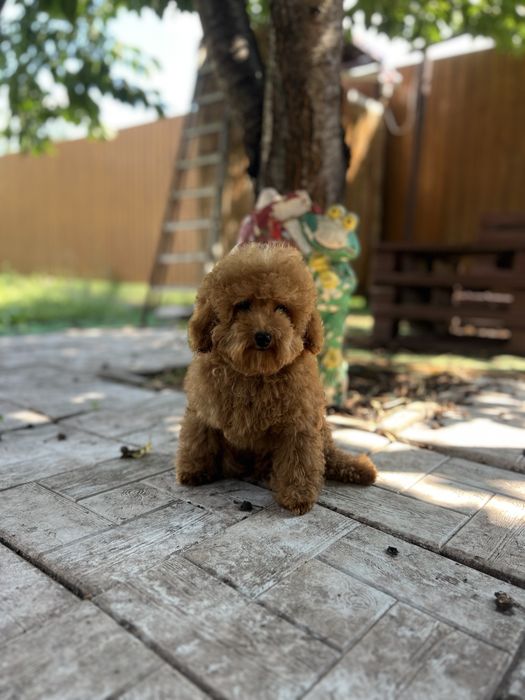 Маленький мальтіпу хлопчик Red Brown, 3,5 місяці