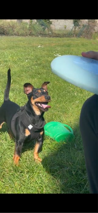 Pinscher adulto de 2 anos, castrado e muito energético