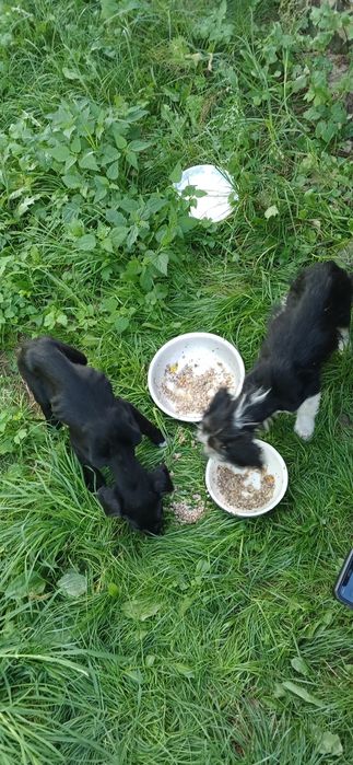 В добрі ручки собак